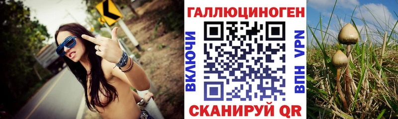 Купить Кириллов Псилоцибиновые грибы Psilocybe